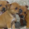 staffordshirebullterrierpuppies