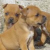 staffordshirebullterrierpuppies