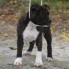 staffordshirebullterrierpuppies