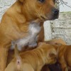 staffordshirebullterrierpuppies