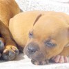 staffordshirebullterrierpuppies