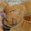 staffordshirebullterrierpuppies