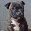 staffordshirebullterrierpuppies