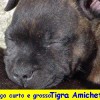 staffordshirebullterrierpuppies