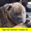 staffordshirebullterrierpuppies