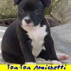 staffordshirebullterrierpuppies