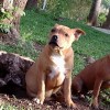 staffordshirebullterrierpuppies