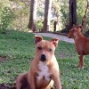 staffordshirebullterrierpuppies