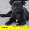 staffordshirebullterrierpuppies