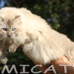 Ragdoll Filhotes Gatil Ragdoll Filhotes PETCLUBE CATTERY