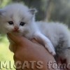 Ragdoll Filhotes Gatil Premiado Amicats