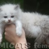 Ragdoll Filhotes Gatil Premiado Amicats