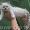 Ragdoll Filhotes Gatil Premiado Amicats