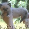 Ragdoll Filhotes Gatil Premiado Amicats