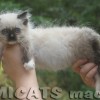 Ragdoll Filhotes Gatil Premiado Amicats