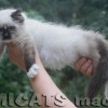 Ragdoll Filhotes Gatil Premiado Amicats
