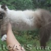 Ragdoll Filhotes Gatil Premiado Amicats