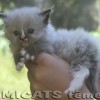 Ragdoll Filhotes Gatil Premiado Amicats