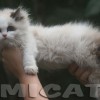 Ragdoll Filhotes Gatil Premiado Amicats