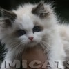 Ragdoll Filhotes Gatil Premiado Amicats