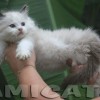 Ragdoll Filhotes Gatil Premiado Amicats