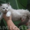 Ragdoll Filhotes Gatil Premiado Amicats