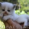 Ragdoll Filhotes Gatil Premiado Amicats