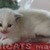 Ragdoll Filhotes Gatil Premiado Amicats