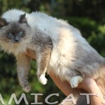 Ragdollpetclubecattery
