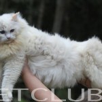Ragdoll Filhotes PETCLUBE CATTERY