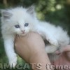 Ragdoll Filhotes Gatil Premiado Amicats