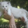 Ragdoll Filhotes Gatil Premiado Amicats