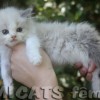 Ragdoll Filhotes Gatil Premiado Amicats