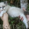 Ragdoll Filhotes Gatil Premiado Amicats