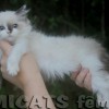 Ragdoll Filhotes Gatil Premiado Amicats