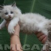 Ragdoll Filhotes Gatil Premiado Amicats