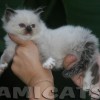 Ragdoll Filhotes Gatil Premiado Amicats