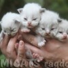 Ragdoll Filhotes Gatil Premiado Amicats