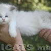 Ragdoll Filhotes Gatil Premiado Amicats