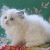 Ragdoll Filhotes Gatil Premiado Amicats