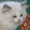 Ragdoll Filhotes Gatil Premiado Amicats