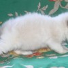 Ragdoll Filhotes Gatil Premiado Amicats