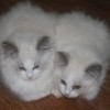 Ragdoll Filhotes Gatil Premiado Amicats