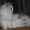 Ragdoll Filhotes Gatil Premiado Amicats