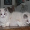 Ragdoll Filhotes Gatil Premiado Amicats