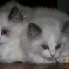 Ragdoll Filhotes Gatil Premiado Amicats