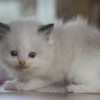 Ragdoll Filhotes Gatil Premiado Amicats