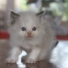 Ragdoll Filhotes Gatil Premiado Amicats