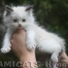 Ragdoll Filhotes Gatil Premiado Amicats
