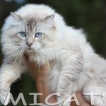 Ragdoll Filhotes Gatil 